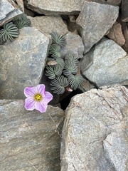 Oxalis loricata
