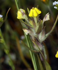 Triphysaria eriantha
