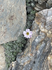 Oxalis loricata