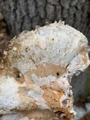 Trametes cubensis