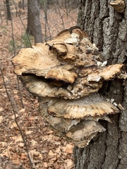Trametes cubensis