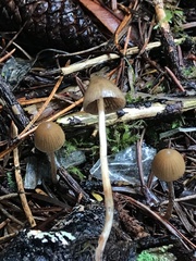Psilocybe pelliculosa