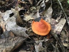 Cortinarius hesleri