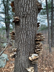 Trametes cubensis
