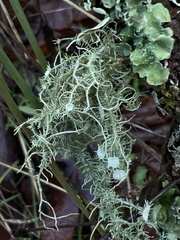Usnea intermedia