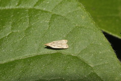 Mesophleps adustipennis