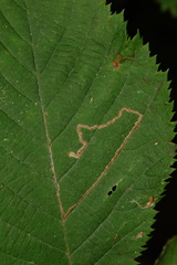 Stigmella betulicola