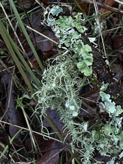 Usnea intermedia