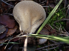 Lycoperdon molle