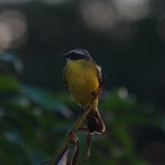 Myiozetetes cayanensis