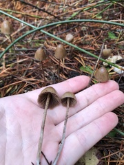 Psilocybe pelliculosa