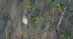 Schoeniophylax phryganophilus