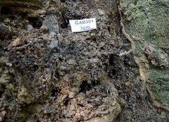 Xylaria escharoidea