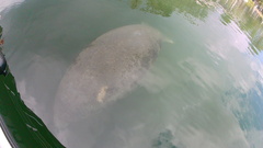 Trichechus manatus latirostris
