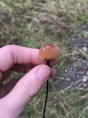 Marasmius plicatulus