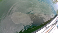 Trichechus manatus latirostris
