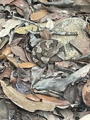 Agkistrodon laticinctus