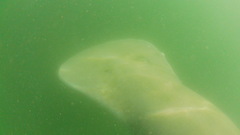 Trichechus manatus latirostris