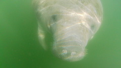 Trichechus manatus latirostris