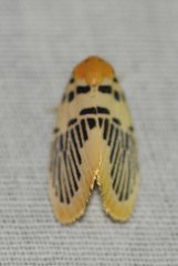 Stigmatophora palmata