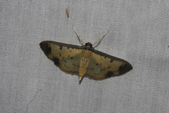 Eulepte gastralis