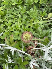 Acaena ovalifolia