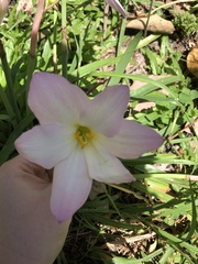 Zephyranthes robusta