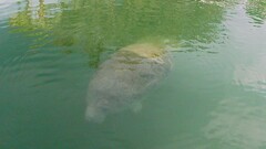 Trichechus manatus latirostris