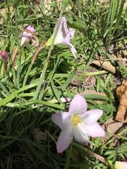 Zephyranthes robusta