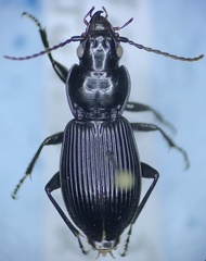 Pterostichus coracinus