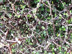 Corokia cotoneaster
