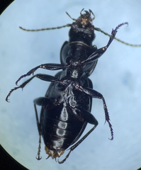 Pterostichus coracinus
