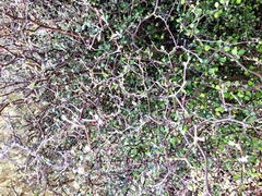 Corokia cotoneaster