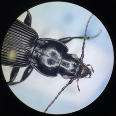 Pterostichus coracinus