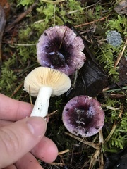 Russula zelleri