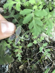 Hydrophylloideae