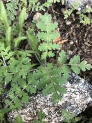Hydrophylloideae