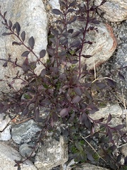 Mecardonia procumbens