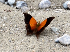 Marpesia furcula