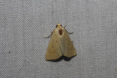 Marimatha quadrata