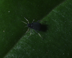 Aphis