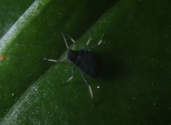 Aphis