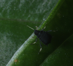 Aphis