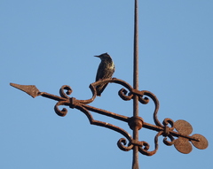 Sturnus vulgaris