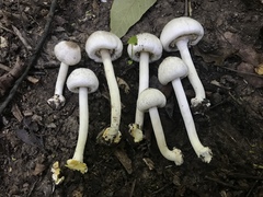 Agaricus pocillator