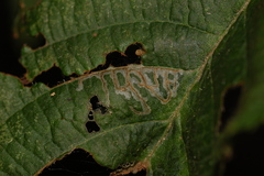 Caloptilia ostryaeella