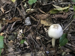 Agaricus pocillator