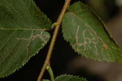 Caloptilia ostryaeella