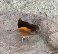 Marpesia furcula