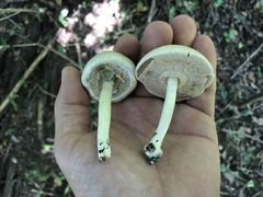 Agaricus pocillator